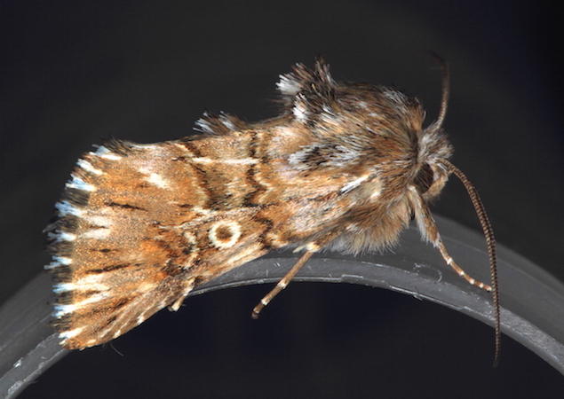 Noctuidae - Omphalophana antirrhinii